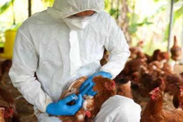 &iquest;Qu&eacute; es la gripe aviar A(H5N2)?