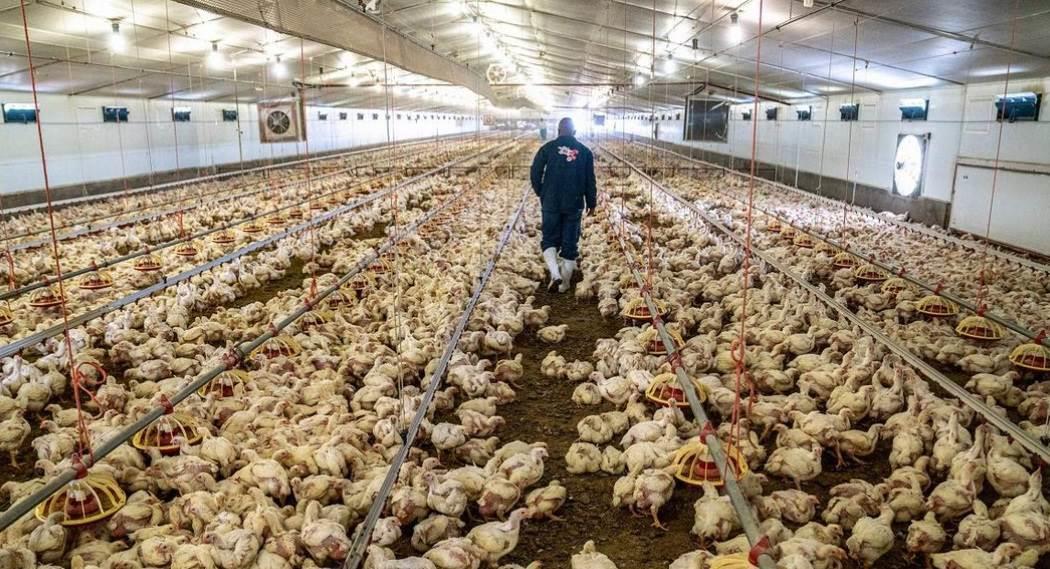 OMS confirma primer caso de gripe aviar H5N1 en Australia