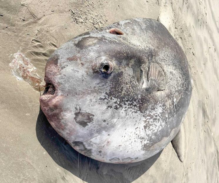 Pez luna embaucador de 2 metros sorprende en playa de EU Pez luna embaucador de 2 metros sorprende en playa de EU