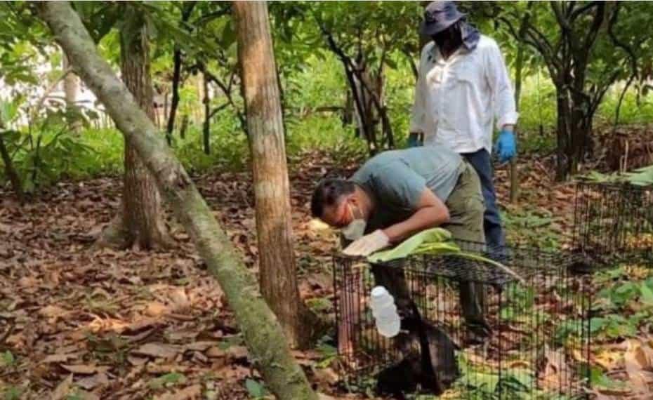 Mueren 217 ejemplares de monos saraguato