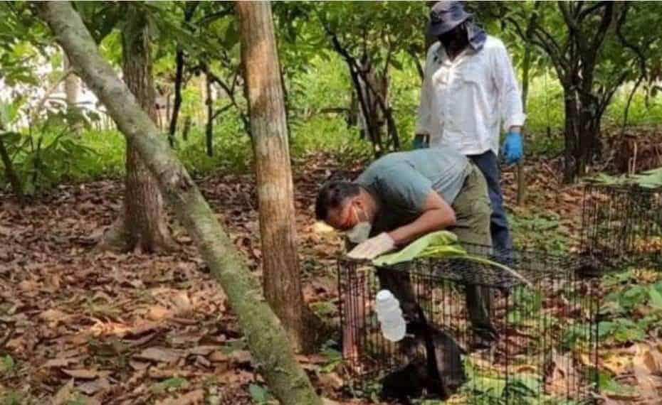 Mueren 217 ejemplares de monos saraguato