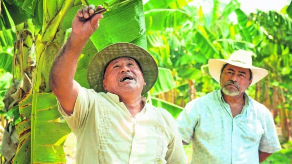 Corporativos apuestan por los pequeños productores