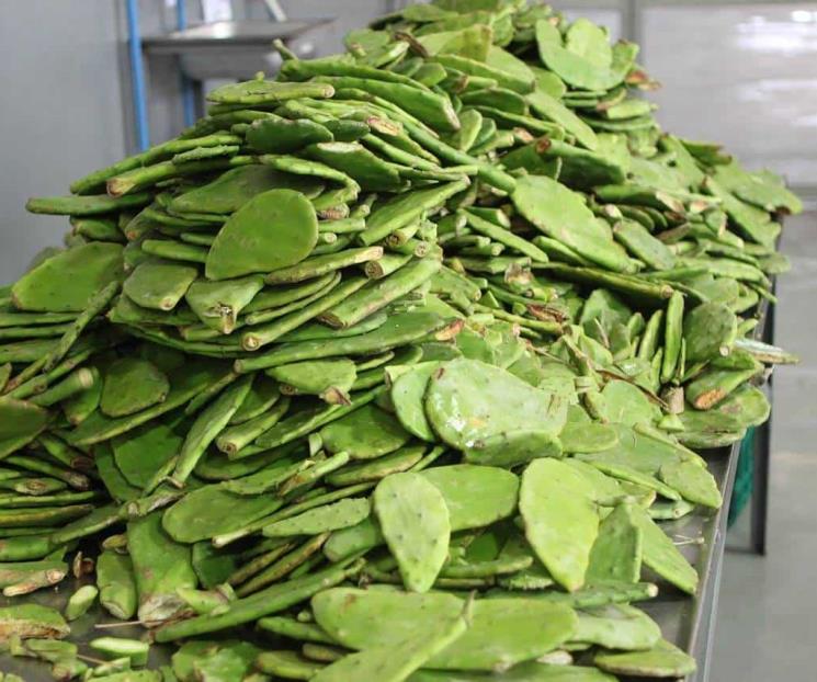 Nopales registraron aumento acumulado de 700% en cinco años