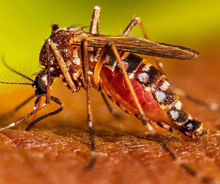 Confirman 21 casos de dengue