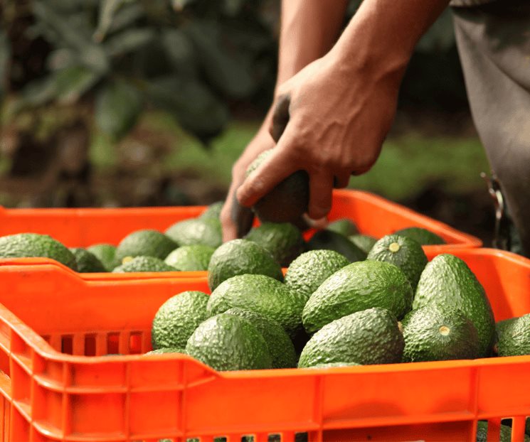 Estados Unidos suspende importación de aguacate mexicano