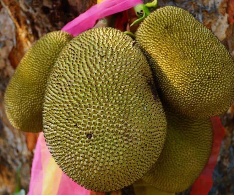 El fruto tropical que mantiene huesos y dientes fuertes