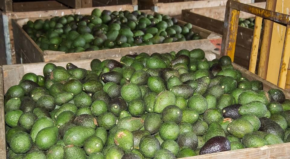 Suspensión de EU para importar aguacate mexicano causará pérdidas