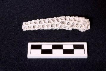 Analizan excepcional mazorca de teocintle, antepasado del maíz