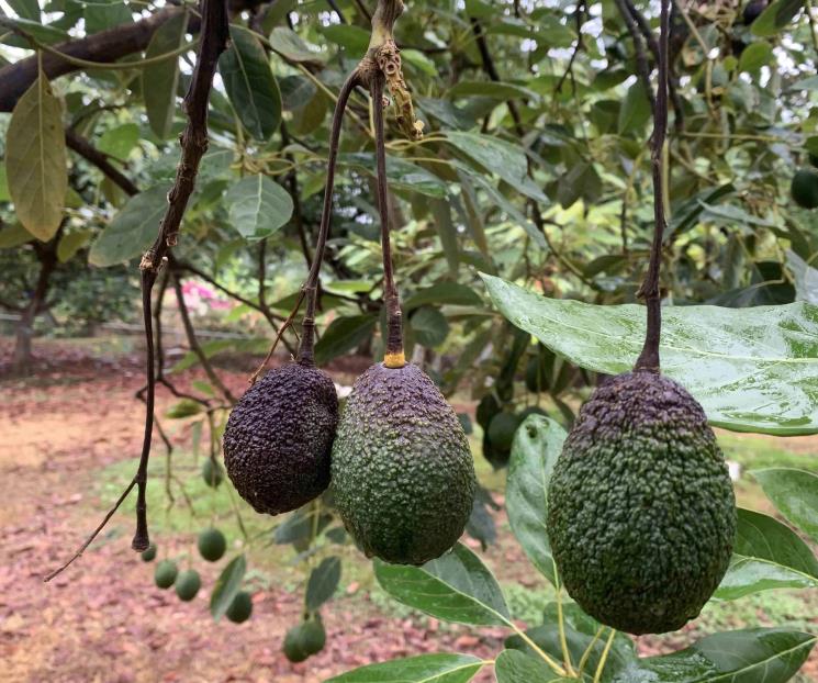 Preparan en Michoacán certificación para exportar aguacate a EU