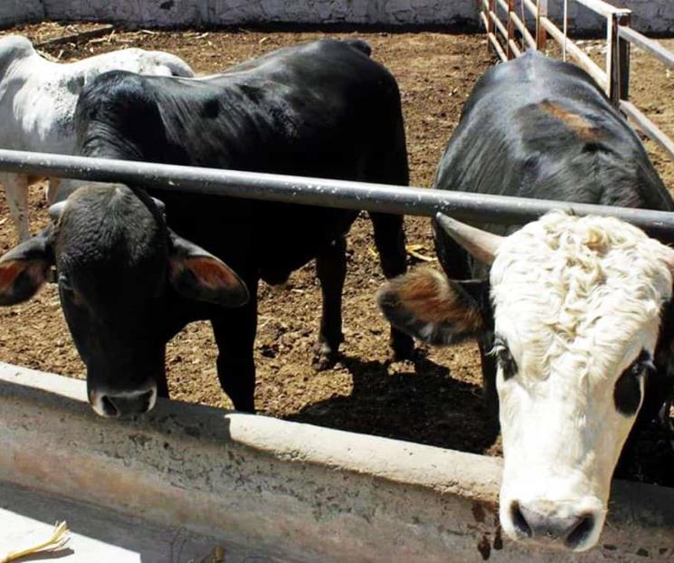 Se encuentra Influenza aviar bajo estricta vigilancia