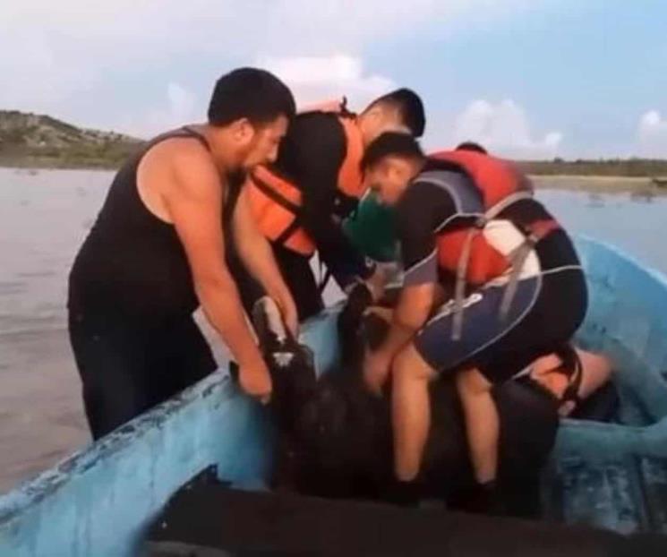 Rescatan a 30 caballos atrapados en la Presa Cerro Prieto
