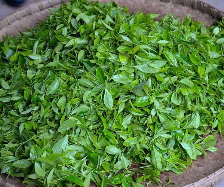 El té que te ayudará a mejorar la memoria y rejuvenece la piel