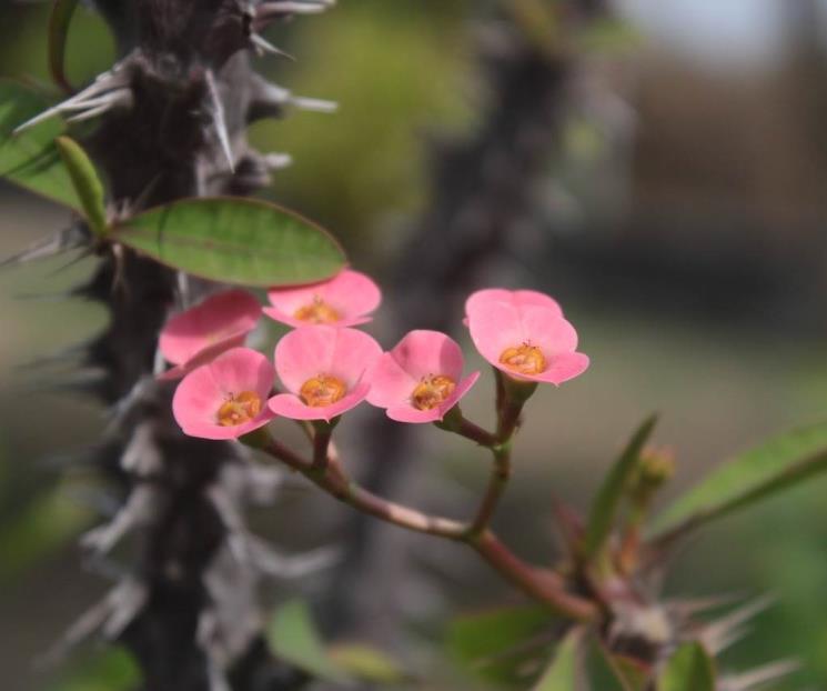 La flor que crece en México y cura mareos, vómitos y reumas