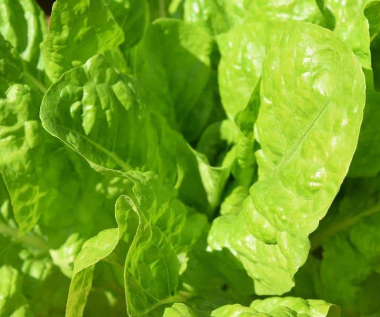 La espinaca ayuda a producir colágeno y fortalecer los huesos