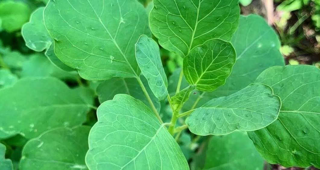 La hierba medicinal con propiedades anticancerígenas