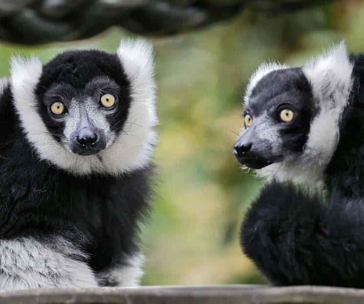 Conoce a los animales de la selva en peligro de extinción en 2024