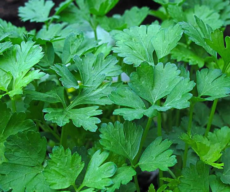 El perejil mejora la absorción de hierro en tus comidas