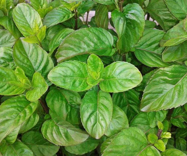 Esta infusión con miel te ayuda a desinflamar el estómago