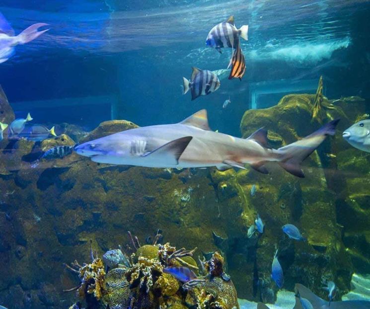 Conoce Sealand, el nuevo acuario interactivo de Monterrey