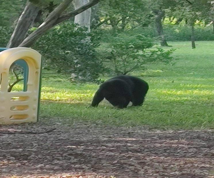 Reportan avistamiento de oso en la Carretera Nacional Reportan avistamiento de oso en la Carretera Nacional