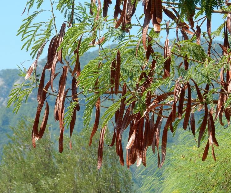 El alimento inca que cura los tejidos dañados y combate infecciones