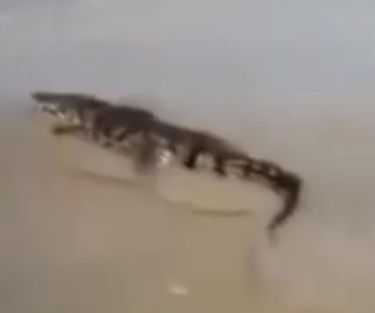 Cocodrilo de gran tamaño es visto en Barra del Tordo, Tamaulipas