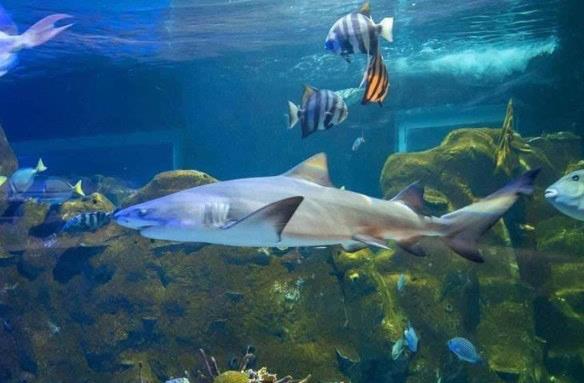 Sealand Monterrey anuncia fecha para preventa de boletos