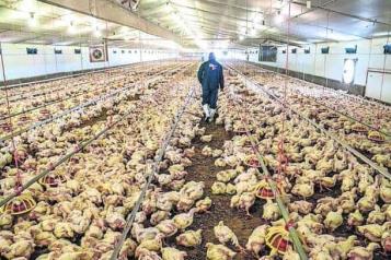 Confirman en Colorado cuatro nuevos casos de gripe aviar