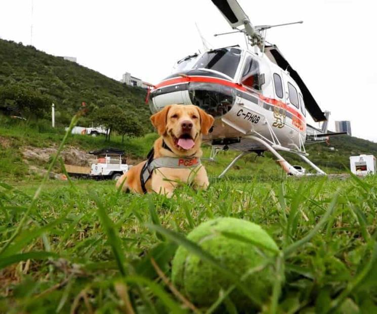 Joe, perro rescatista de Protección Civil NL se jubilará