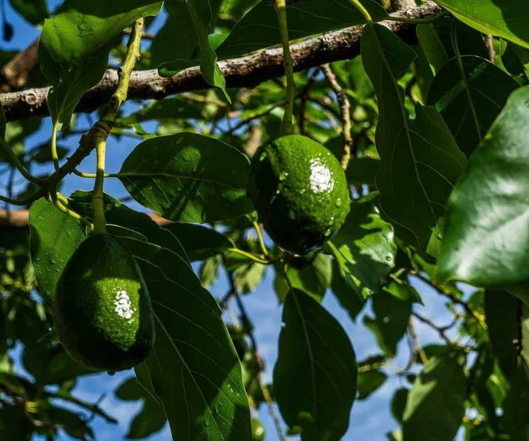Aguacate para el dolor de muelas
