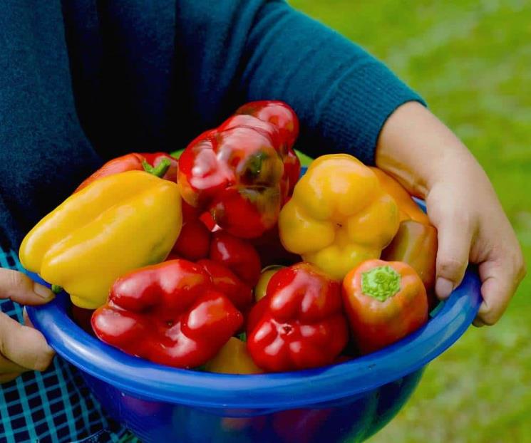 Alimentos con colágeno que no pueden faltar en comidas, dice experta Alimentos con colágeno que no pueden faltar en comidas, dice experta