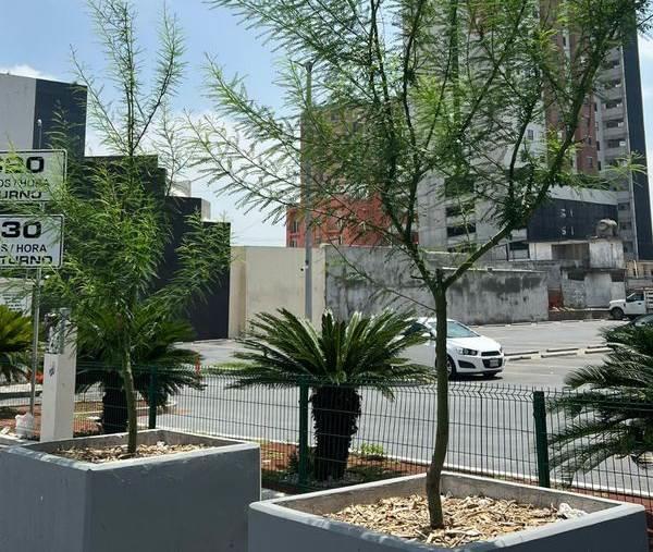 Remplazan árboles secos de macetones en el Barrio Antiguo
