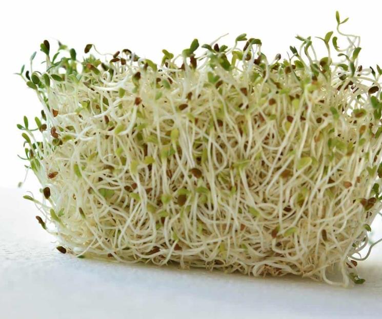 Esta es la planta medicinal que puede ayudar a curar la artritis