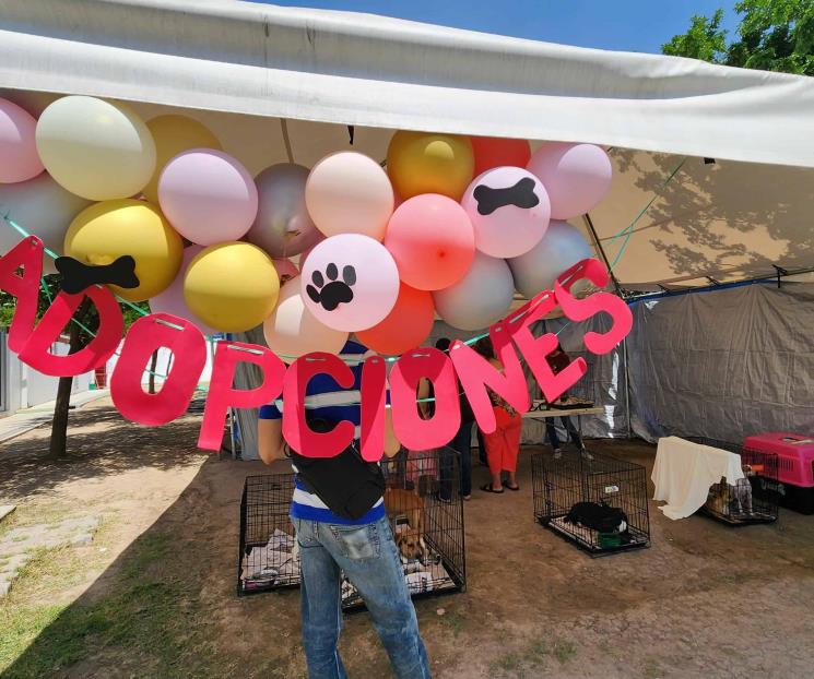 Tiene Escobedo jornada de adopción de mascotas