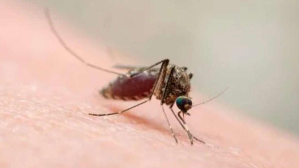 Brasil reporta 2 primeras muertes en el mundo por Oropouche