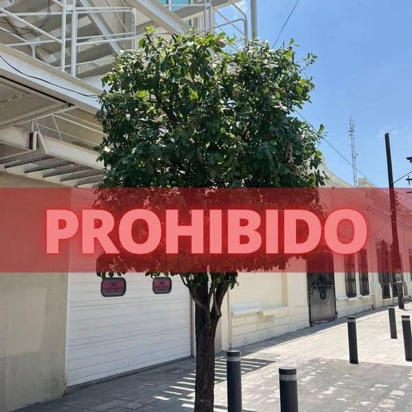 Disminuye la poda servicios ambientales de los árboles