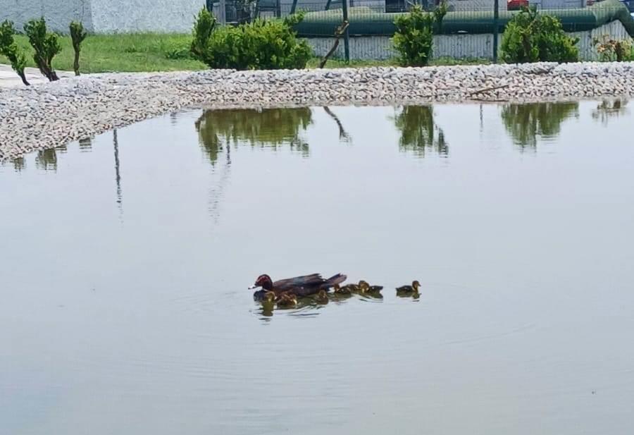Recuperan a familia de patos