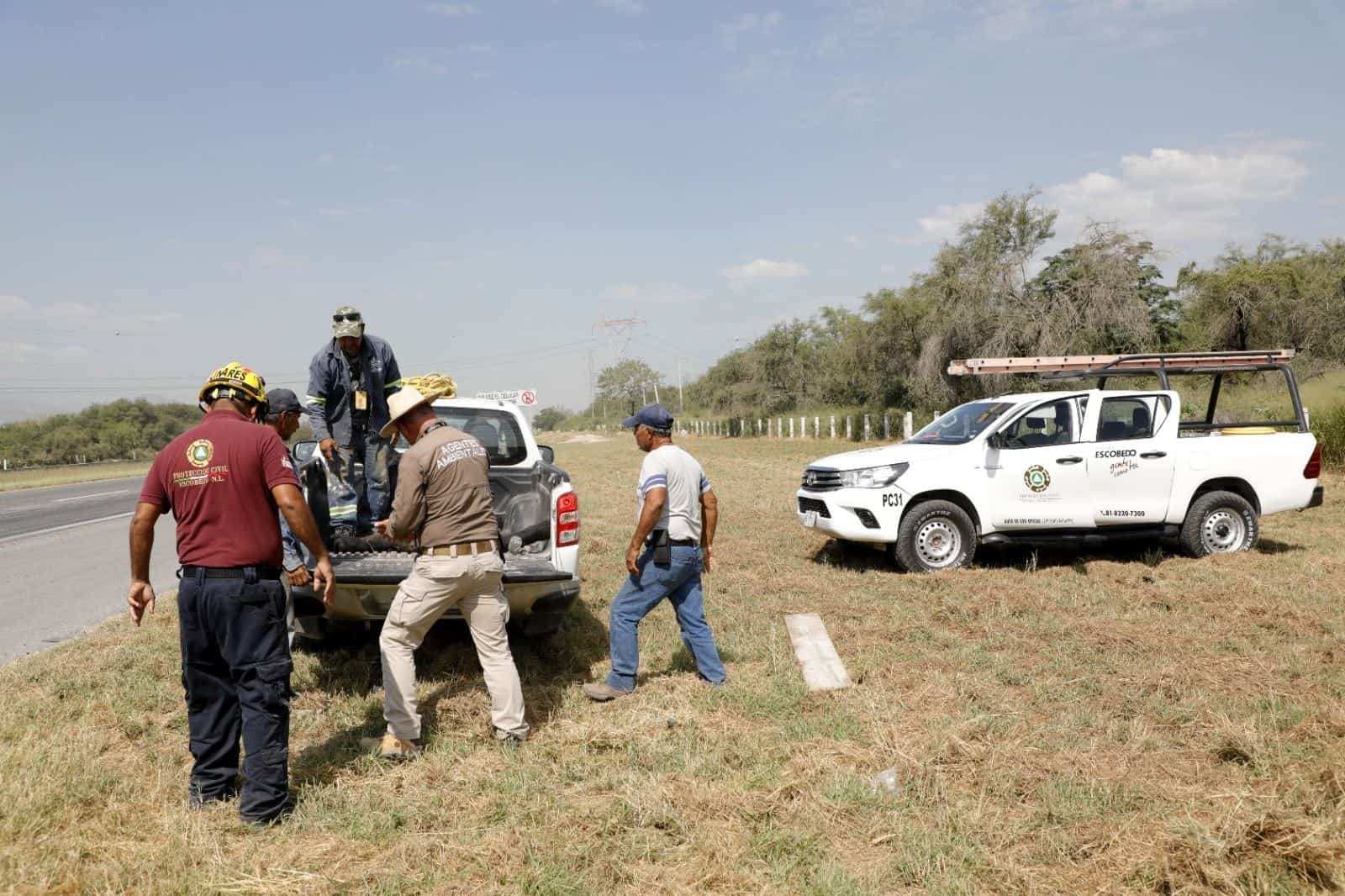 Al atender un reporte de atropello, brigadistas de Protección Civil de Escobedo encontraron a una osa sin vida entre la maleza, ayer en Anillo Periférico y Carretera a Monclova.
