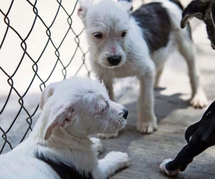 Aprueban diputados iniciativa de protección animal Aprueban diputados iniciativa de protección animal