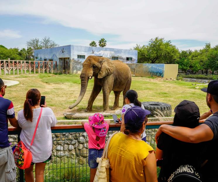 Celebran en La Pastora con ‘Monty’ el Día Mundial del Elefante