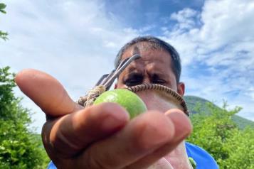 Ej&eacute;rcito realiza acciones en Michoac&aacute;n para proteger a limoneros
