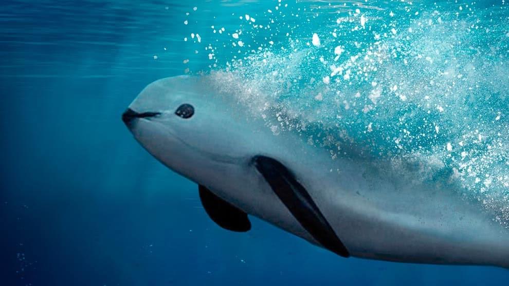 La razón por la que la vaquita marina está en peligro de extinción