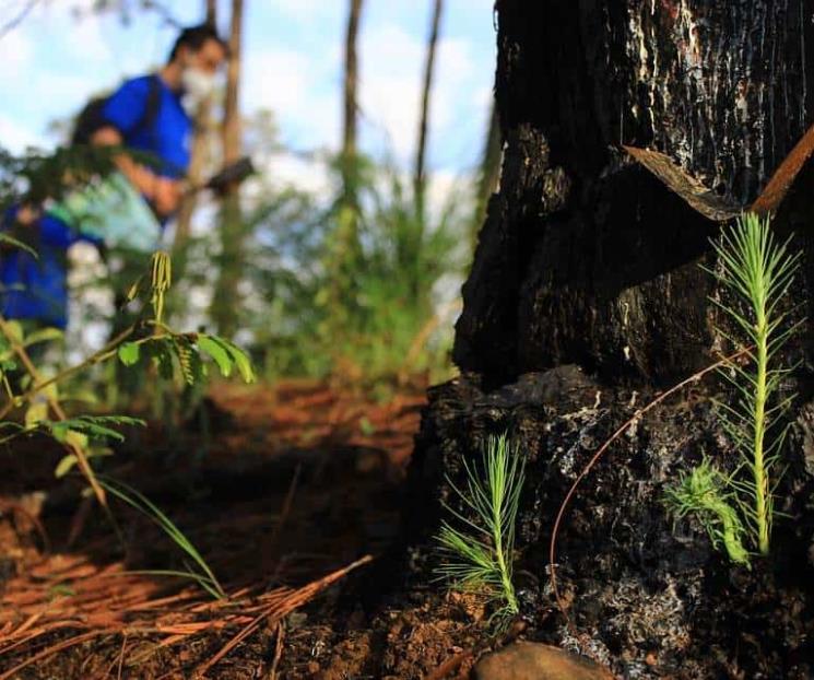 Reforestación debe ser con la información correcta: ecólogo Reforestación debe ser con la información correcta: ecólogo