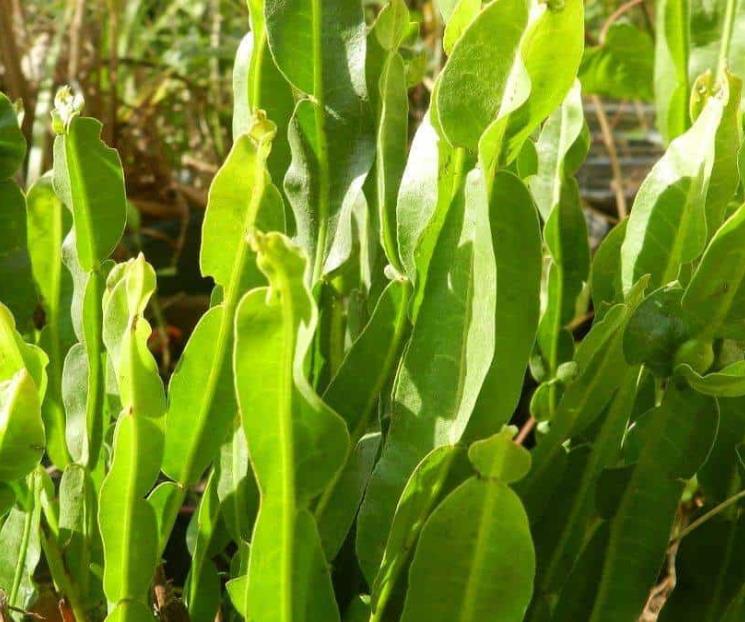 La carqueja combate parásitos comunes en humanos
