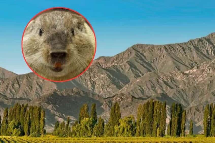 La nueva especie animal que descubrió la ciencia La nueva especie animal que descubrió la ciencia
