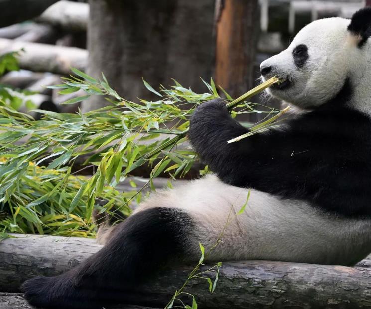Llegan a Washington pandas ‘diplomáticos’ Llegan a Washington pandas ‘diplomáticos’