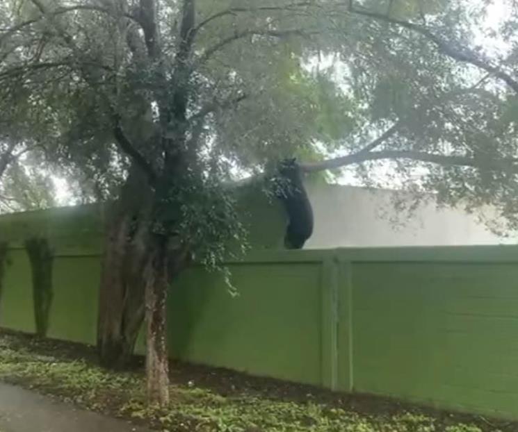 Alarma oso al sur de la Ciudad Alarma oso al sur de la Ciudad