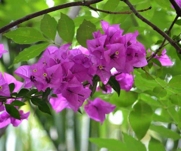 La flor natural que calma la tos La flor natural que calma la tos