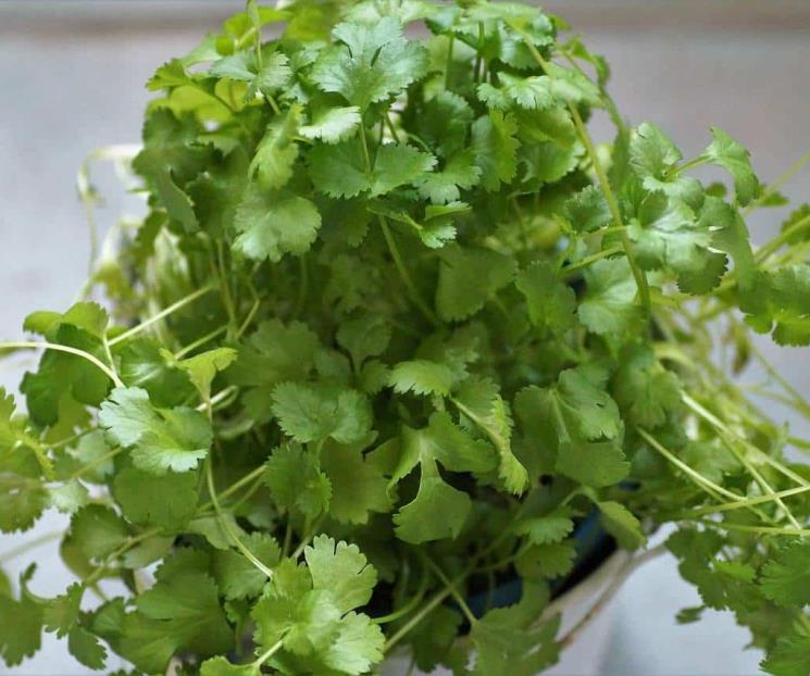 El cilantro mejora tu proceso digestivo El cilantro mejora tu proceso digestivo