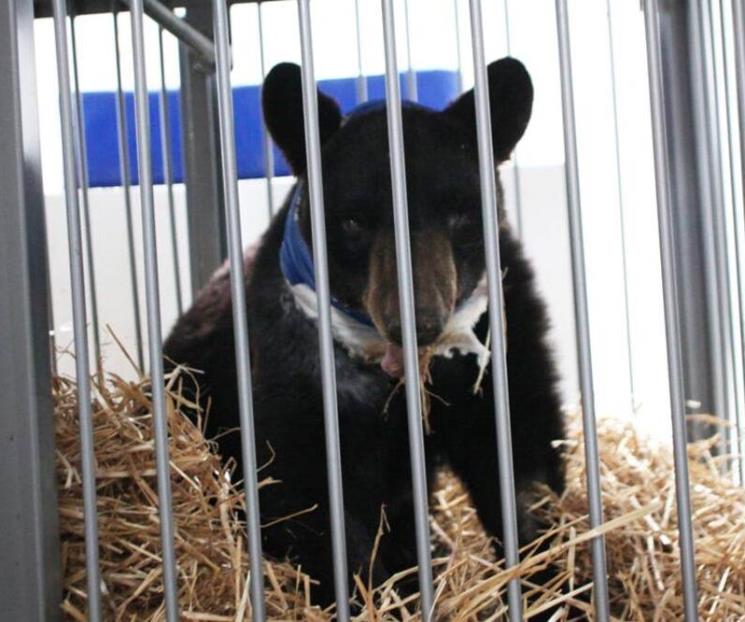 Avalan reforma que prohíbe el maltrato animal Avalan reforma que prohíbe el maltrato animal